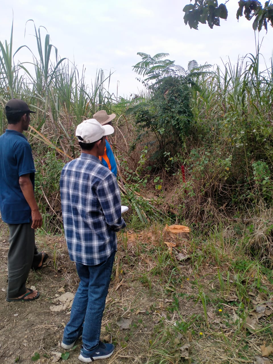 Pengelolaan dan Pemanfaatan Lahan Milik PT RBSJ (Perseroda) Seluas 40 Hektare